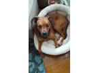 Adopt Cocoa a Red/Golden/Orange/Chestnut - with Black Boxer / Petit Basset