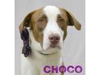 Adopt Choco a Labrador Retriever