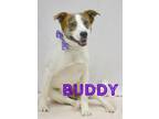 Adopt Buddy a Labrador Retriever