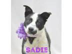 Adopt Sadie a Labrador Retriever