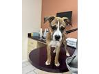 Adopt Prince a Tricolor (Tan/Brown & Black & White) Boxer / Mixed dog in