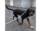 Adopt Viserion a Black Beagle / Coonhound / Mixed dog in Lyndhurst