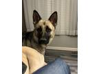 Adopt Chico a Black - with Tan, Yellow or Fawn German Shepherd Dog / Mixed dog