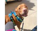 Adopt Boo Boo a American Pit Bull Terrier dog in Roanoke, VA (37510483)