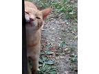 Adopt Squeak a Brown Tabby American Shorthair (short coat) cat in Detroit