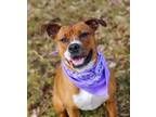 Adopt Brown Bell - No Fee Sponsored! a Boxer