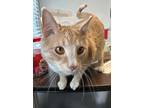 Adopt Cat Cat a Orange or Red Domestic Shorthair (short coat) cat in Granby