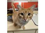 Adopt Tang a Orange or Red Domestic Shorthair (short coat) cat in Granby