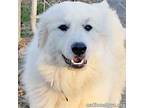 Adopt Rayna in MI - Pyrfect House & Leash Manners! a Great Pyrenees
