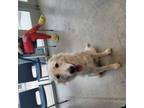 Adopt 52195697 a Great Pyrenees, Mixed Breed