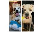 Adopt Sneezy and Happy a Boxer, American Staffordshire Terrier