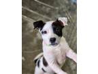 Adopt Who a Jack Russell Terrier, Pit Bull Terrier