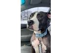 Adopt Willow a Pit Bull Terrier, Boxer
