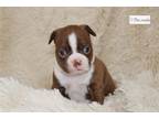 Boston Terrier Puppy for sale in Kirksville, MO, USA