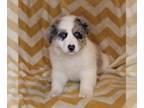 Border Collie PUPPY FOR SALE ADN-566845 - ABCA Border Collie For Sale Warsaw OH