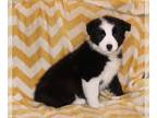 Border Collie PUPPY FOR SALE ADN-566847 - ABCA Border Collie For Sale Warsaw OH