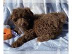 Aussiedoodle Miniature PUPPY FOR SALE ADN-566711 - Aussiedoodle Babies