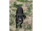 Adopt Balau a Black Pointer / Retriever (Unknown Type) / Mixed dog in Beatrice