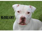 Adopt McDreamy a Boxer dog in Mooresville, NC (37522766)