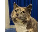 Adopt Katie a Domestic Shorthair cat in Yankton, SD (37518415)