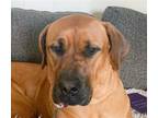 Adopt Isla a Mastiff / Mixed dog in San Ramon, CA (37523235)