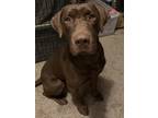 Adopt Chip a Brown/Chocolate Labrador Retriever / American Pit Bull Terrier /