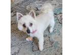 Adopt Kalila a White Border Collie / Poodle (Miniature) / Mixed dog in San Jose