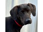 Adopt Greta a Pointer dog in Yankton, SD (37519930)