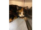 Adopt Kit a Calico or Dilute Calico Domestic Shorthair (short coat) cat in