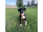 Adopt Pickle a Black Pit Bull Terrier / Mixed dog in Albert Lea, MN (37518908)