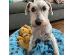 Adopt Brinkley a White - with Tan, Yellow or Fawn Schnauzer (Miniature) / Mixed
