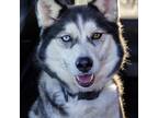 Adopt Lolly a Tricolor (Tan/Brown & Black & White) Husky / Mixed dog in
