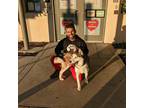 Adopt Dakota a White - with Black Husky / Mixed dog in Geogetown, CA (37518239)