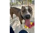 Adopt Betty a Brindle American Pit Bull Terrier / Mixed dog in Key West