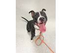 Adopt Dana a Black American Pit Bull Terrier / Mixed dog in Key West