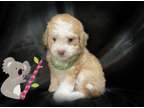 Beautiful Maltipoo in Bay Area Must See