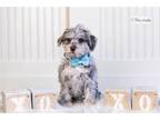Schnoodle (Standard) Puppy for sale in Fort Wayne, IN, USA