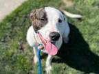 Adopt MR. BRYCE a Pit Bull Terrier