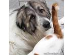Adopt Salvador in MI - LOVES Hanging with His People! a Great Pyrenees