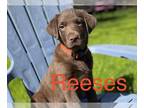 Labrador Retriever PUPPY FOR SALE ADN-567555 - Five Labrador Puppies