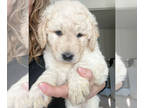 Goldendoodle PUPPY FOR SALE ADN-567332 - English cream Goldendoodles