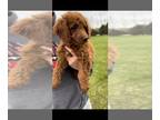 Goldendoodle-Poodle (Miniature) Mix PUPPY FOR SALE ADN-567348 - Dark Red Mini