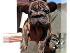 French Bulldog PUPPY FOR SALE ADN-567330 - Big Rope Frenchies