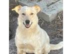 Adopt Meghan a Golden Retriever, Australian Cattle Dog / Blue Heeler