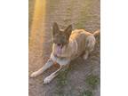 Adopt Sadie - Rehoming Post a German Shepherd Dog