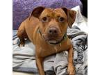 Adopt A Penny a Staffordshire Bull Terrier