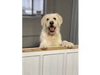 Adopt Toby a Labradoodle