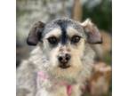 Adopt Sparks a Miniature Schnauzer, Norfolk Terrier