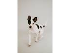 Adopt Moo Moo a Jack Russell Terrier