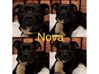 Adopt Nova a Pit Bull Terrier